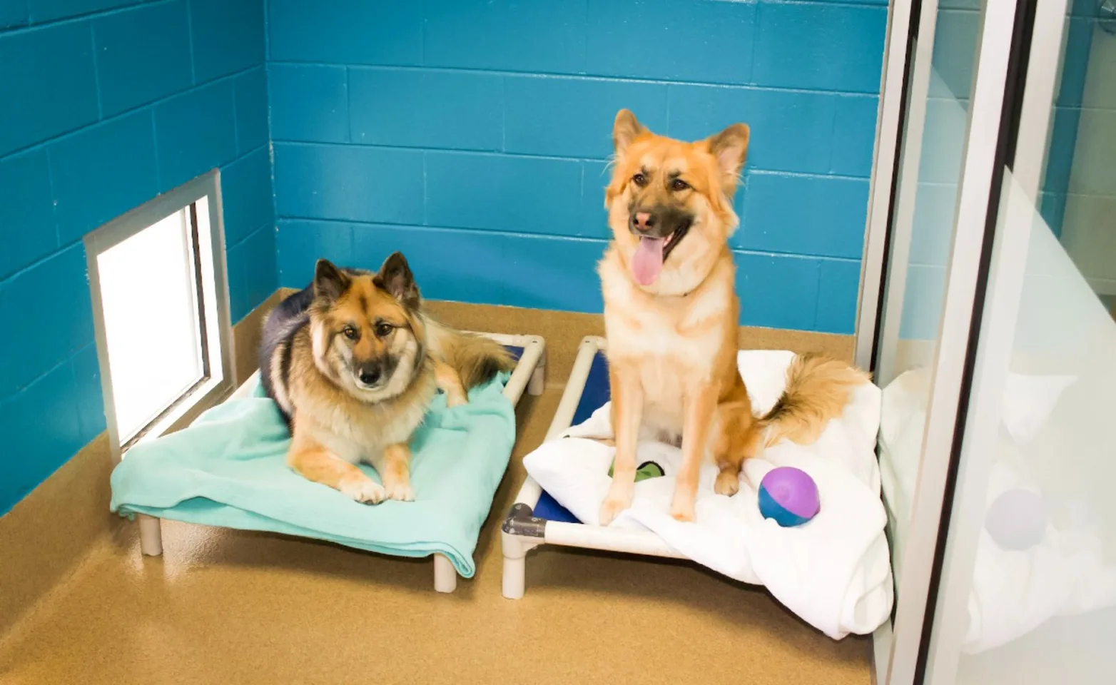 2 large dogs sitting on dog beds in kennel at Overland Animal Hospital & Pet Resort